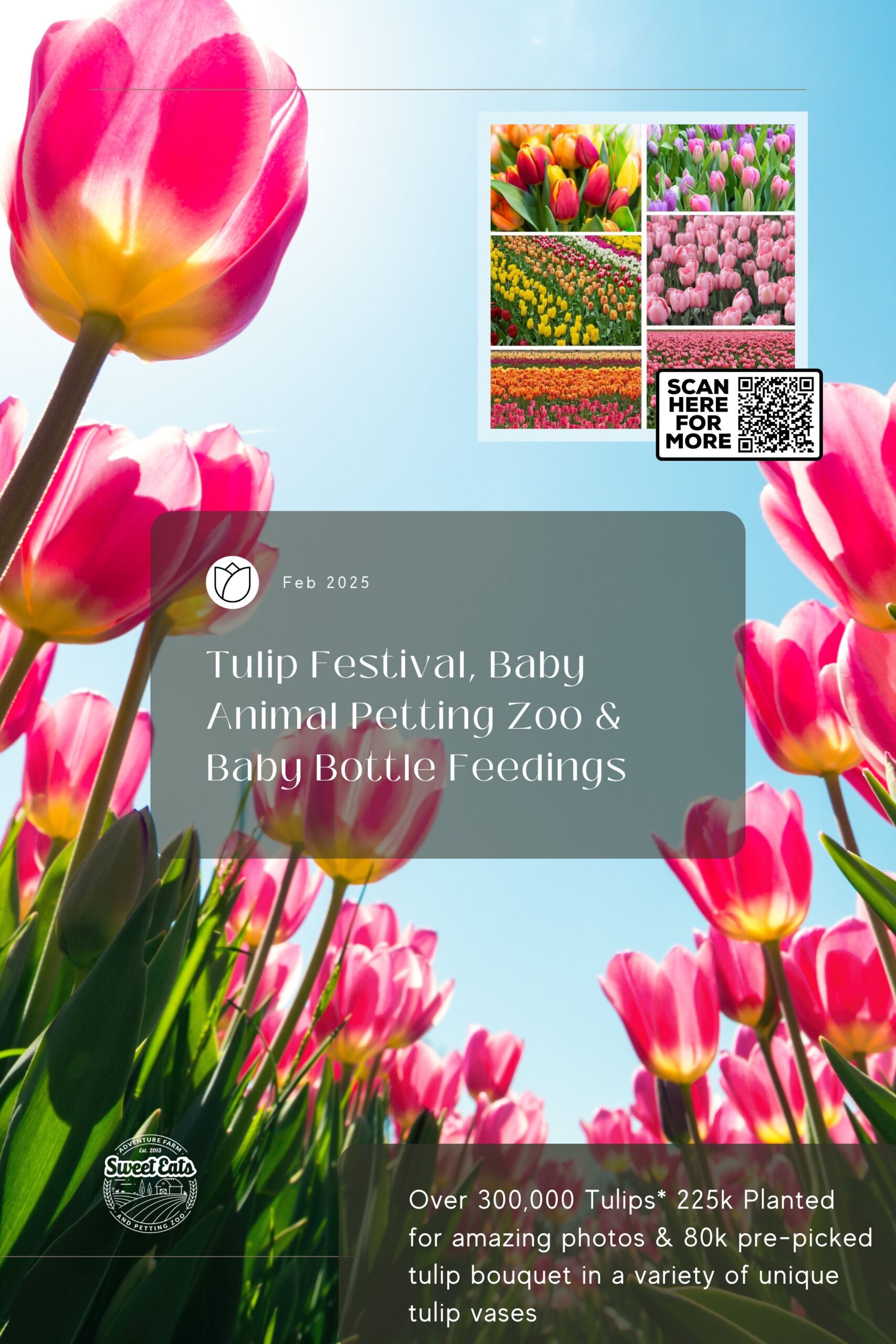 Austin Texas tulip festival